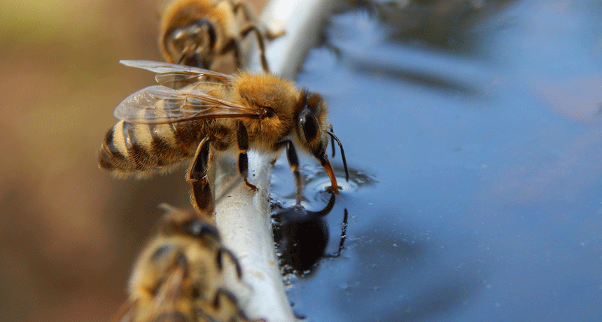 drinking bee