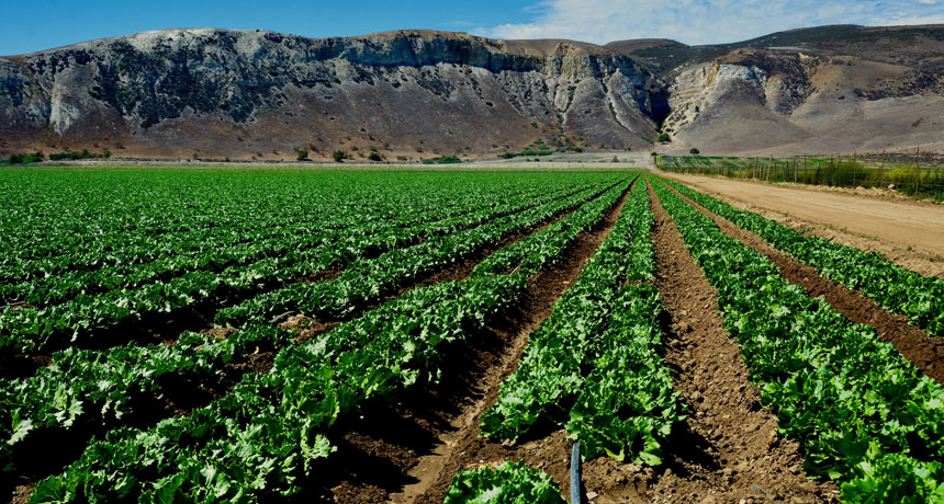 Areas surrounding fields of leafy greens, like this lettuce, have been cleared of habitat for wildlife. In some places, companies that buy and sell leafy greens require their suppliers to keep animals from farm fields. The goal has been to keep animals fr