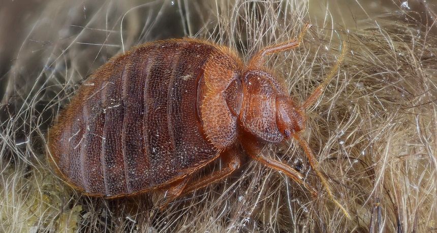 Evolution and luck aid this bloodsucking parasite’s global spread