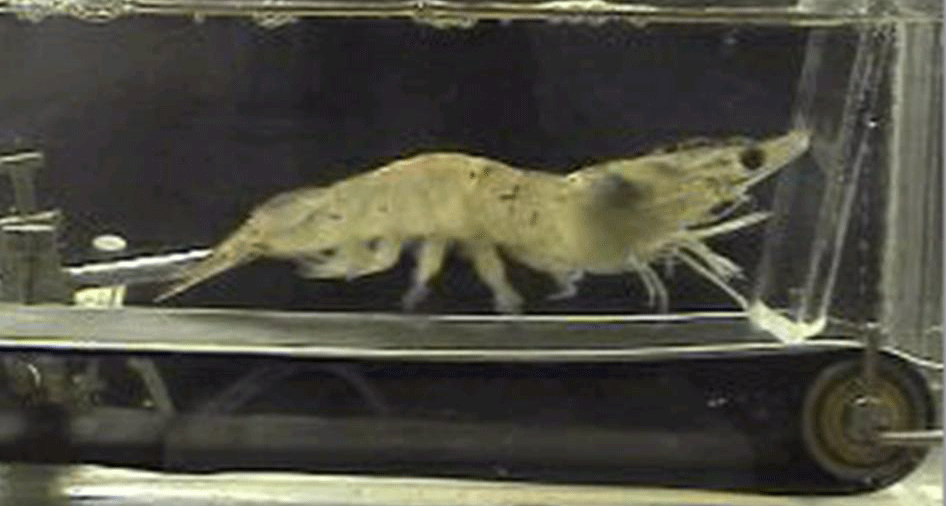 shrimp treadmill