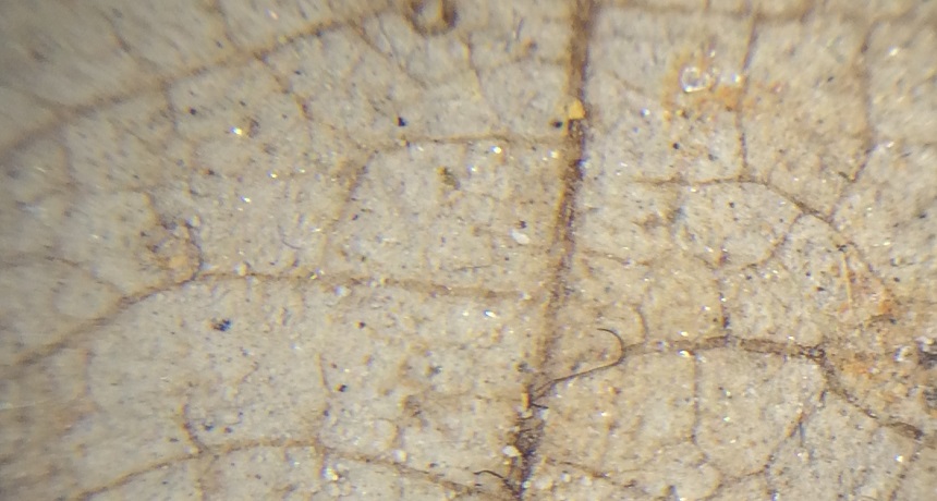 fossil leaf