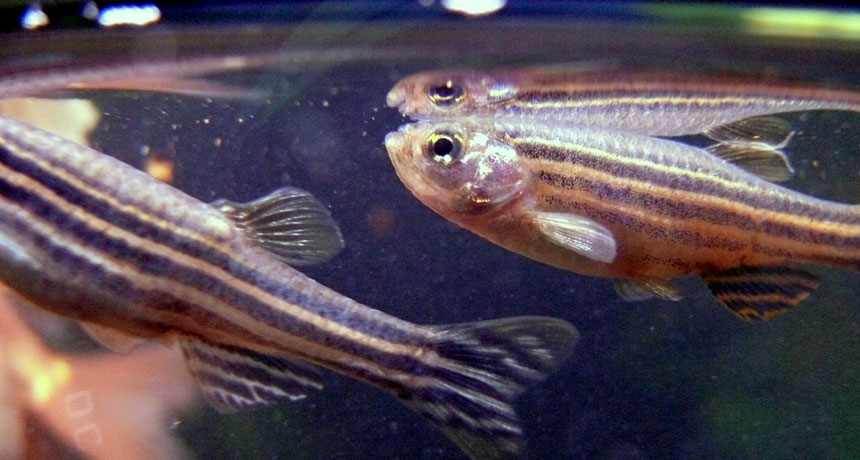 zebrafish