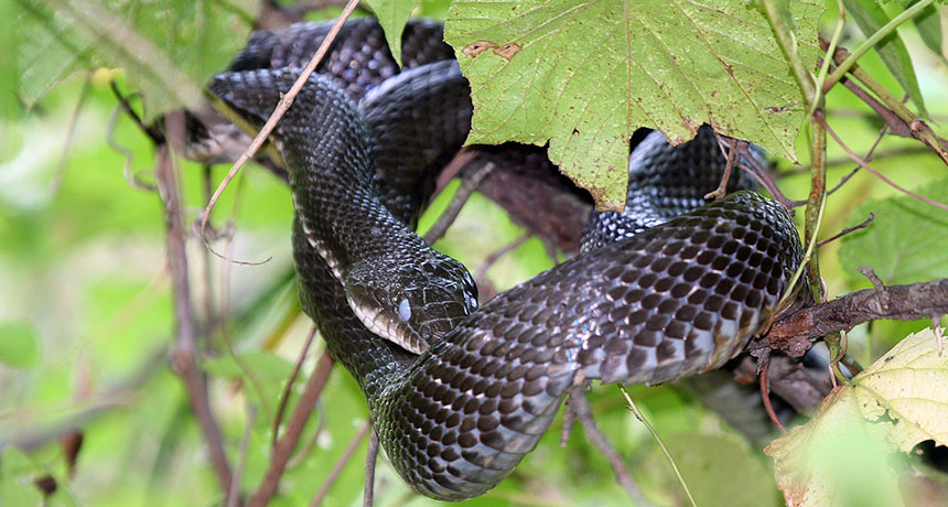 black rat snake