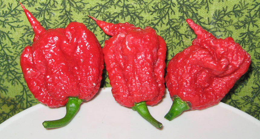 Carolina reaper