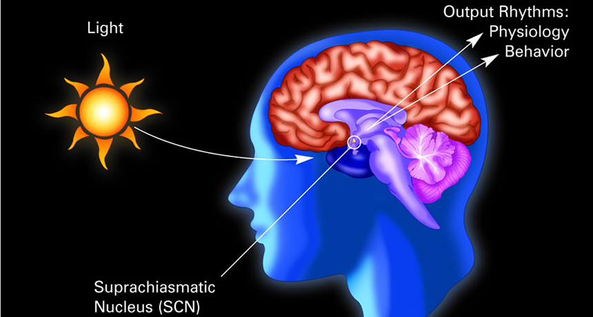 circadian rhythm