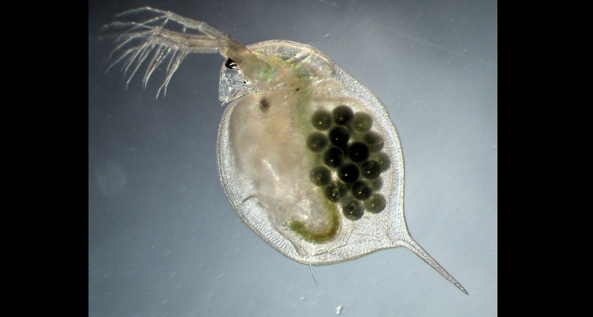 Daphnia magna