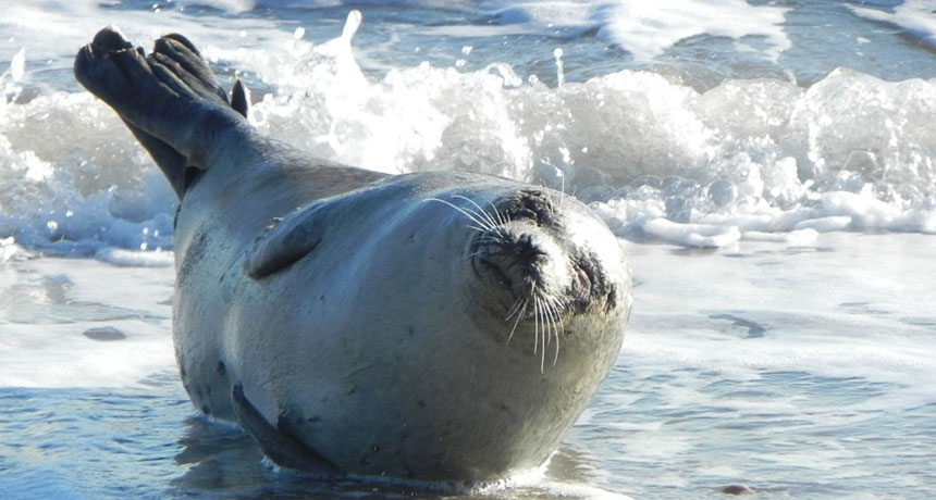 harbor seal