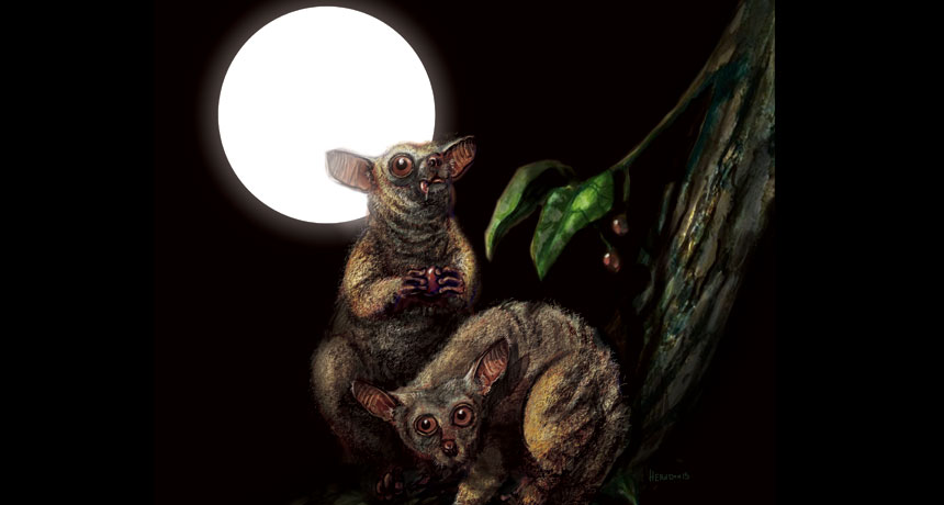 Here’s an artist’s idea of what North America’s last nonhuman primates might have looked like. The animals are shown on a hackberry tree. It’s the most common plant known from the sediment layer in which the fossils were found.