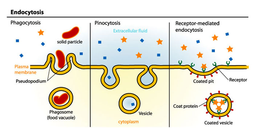 endocytosis diagram