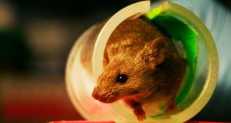 Watching how mice behave after exposure to certain chemicals could help scientists learn how those chemicals might affect people.