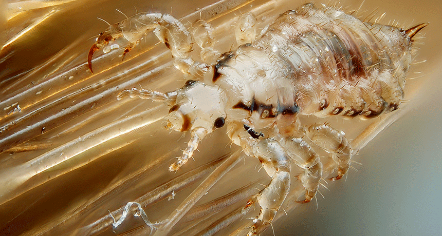 860-header-Male_human_head_louse.gif