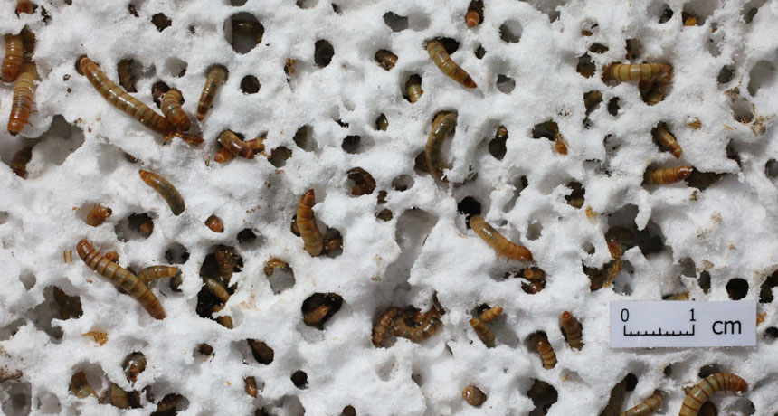 mealworms styrofoam