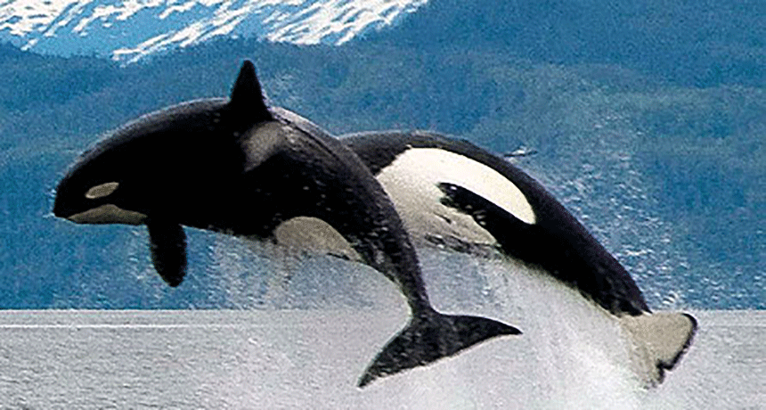 860-header-Orca-trouble-2009.gif