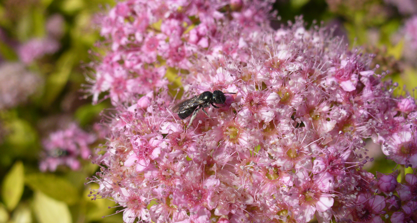 carpenter bee