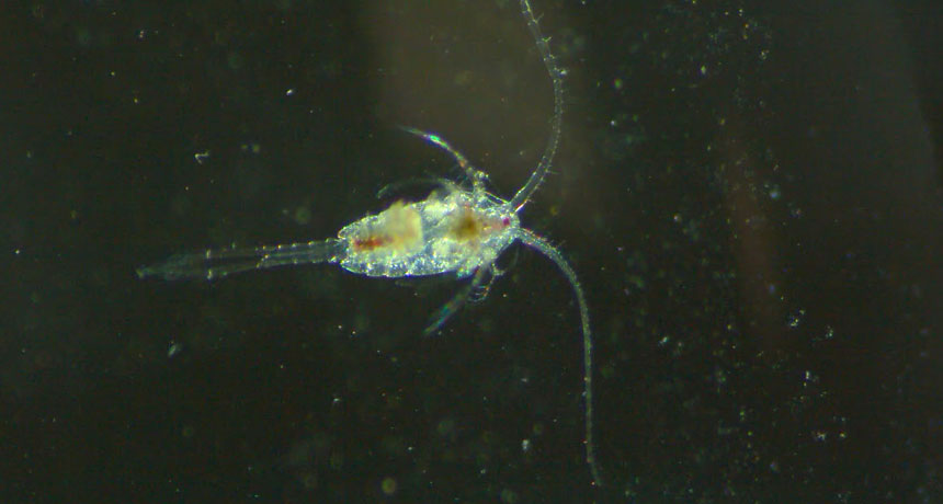 Eating toxic algae makes plankton speedy swimmers