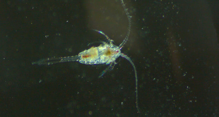 copepod