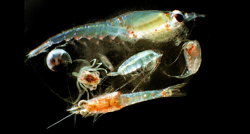 Scientists Say: Zooplankton