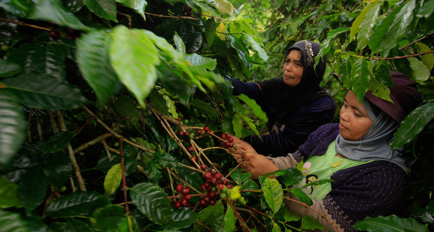 Does this look like a “farm?” These women in Sulawesi, Indonesia, hand pick coffee beans. Shade grown coffee is prized and can command especially high prices.