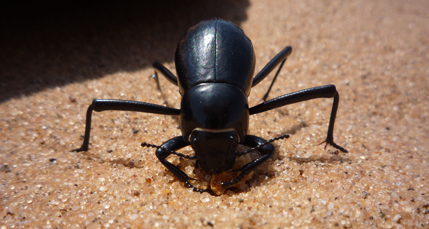 desert beetle