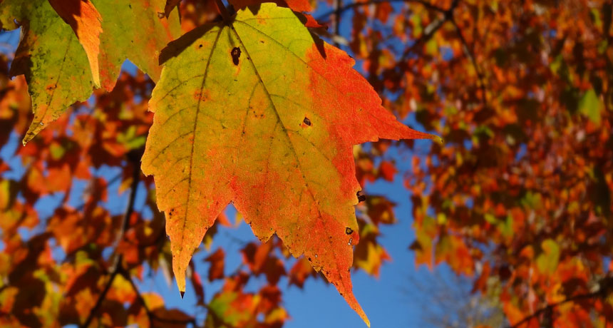 fall leaves