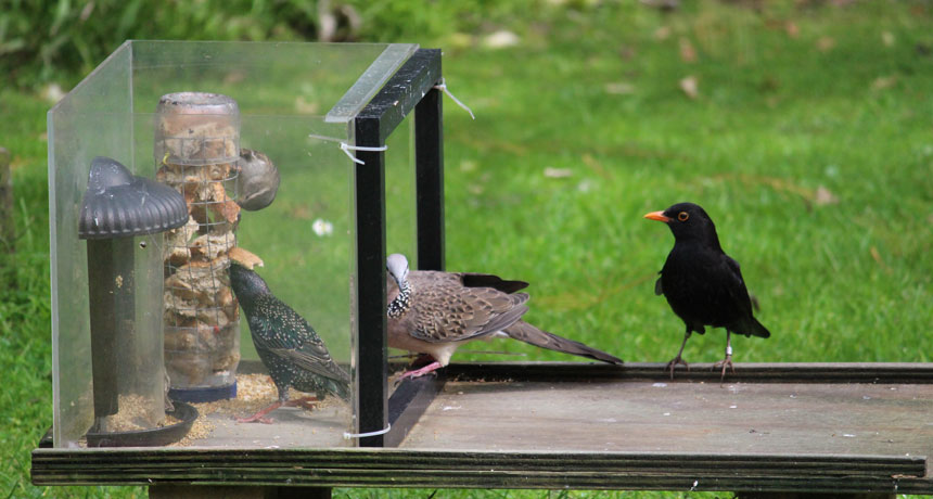 These birds chowing down at a feeder in New Zealand all have one thing in common — they are all non-native species.