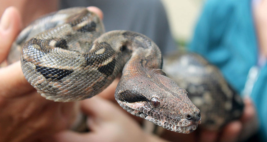 Snake Kills Bigger Snakes With World's Most Powerful Squeeze