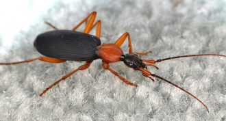 false bombardier beetle