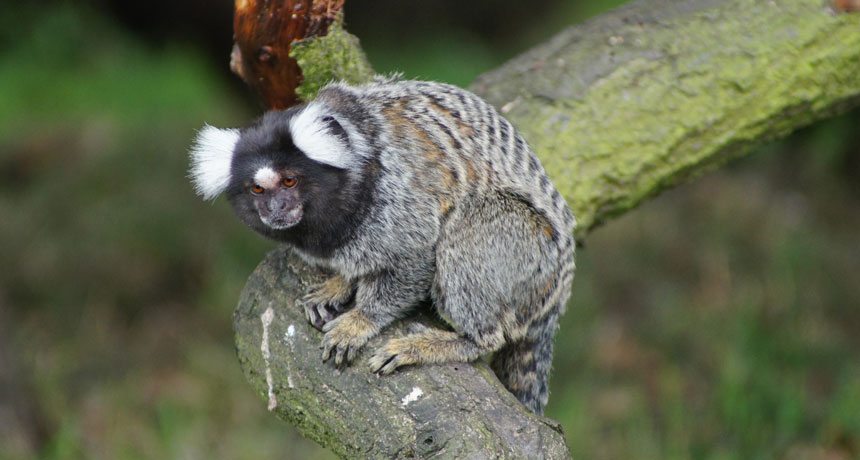 marmoset