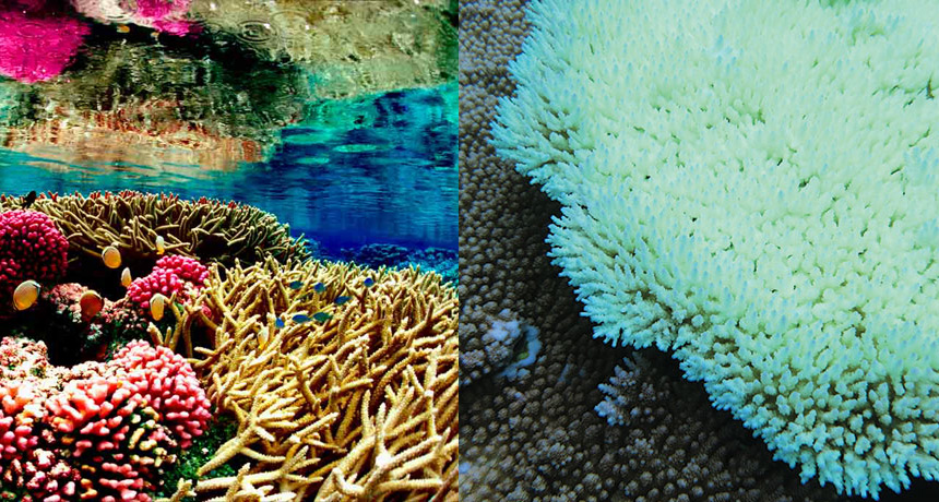 coral bleaching