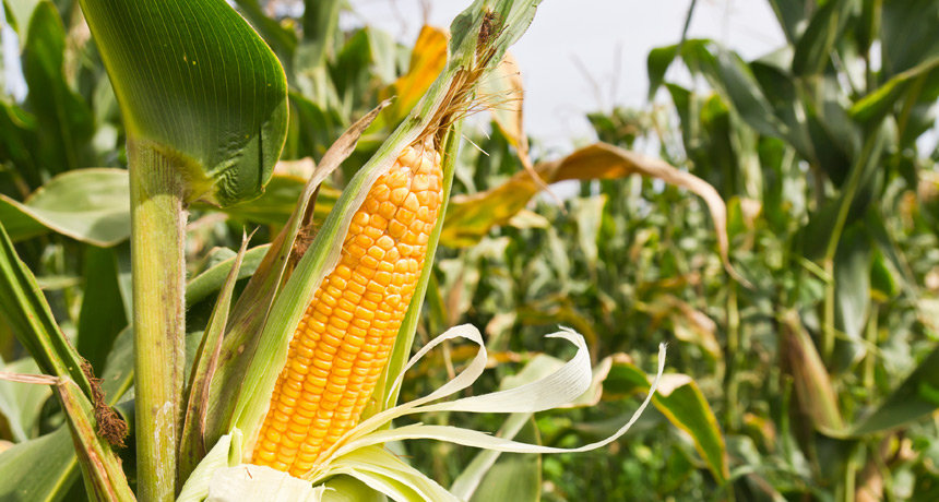 corn stalk