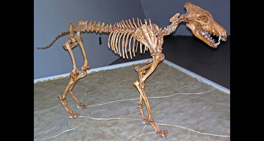 860-header-dire-wolf-Canis_dirus_Sternberg_Museum.gif