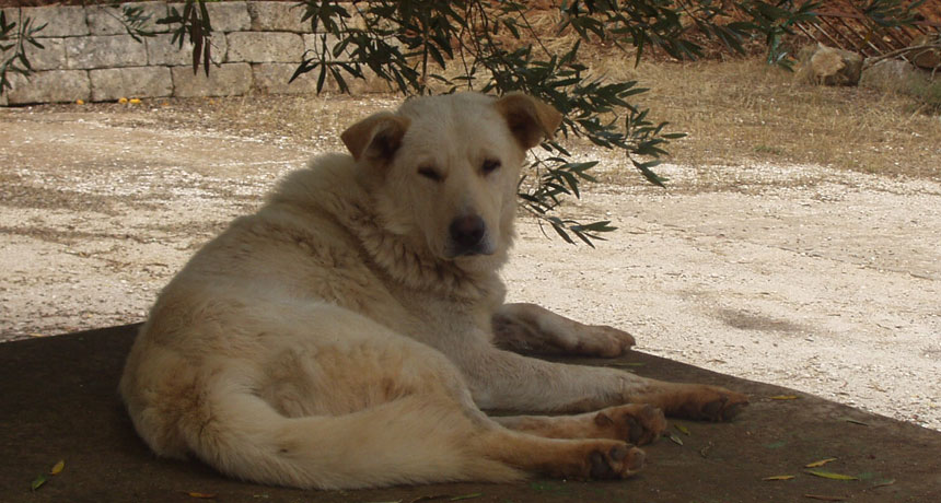 labrador