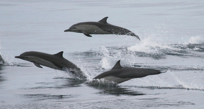 dolphin pod