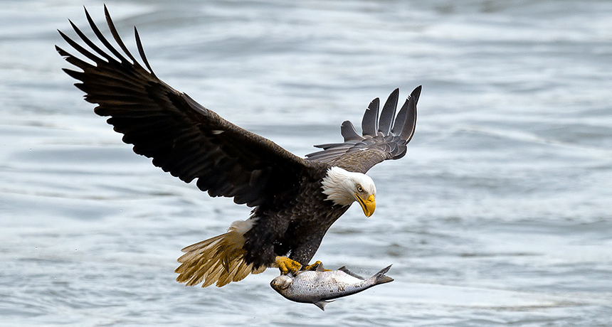 860-header-eagle-fish.gif