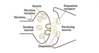 synapse nicotine