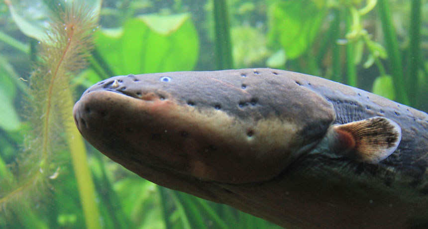 electric eel