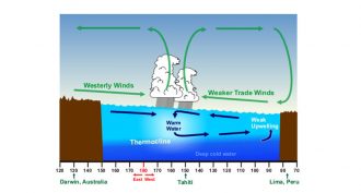 Normally, the temperature of the Pacific Ocean’s surface waters is about 7.8° Celsius (14° Fahrenheit) higher in the Western Pacific than the waters off South America. This is a result of the trade winds, which blow from east to west along the equator