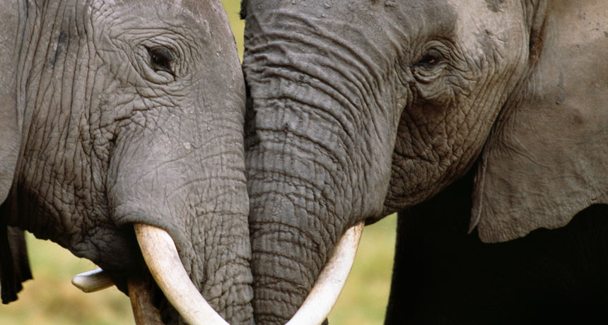 Tens of thousands of elephants in Africa have been killed for their ivory tusks. A new study uses DNA from those tusks to trace elephant poaching to two main hot spots.