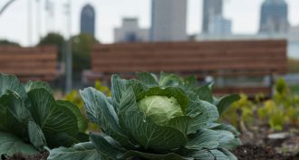 urban cabbage