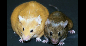 epigenetics mice
