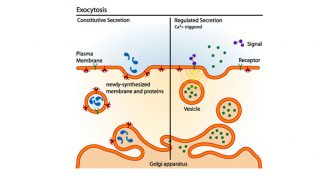 exocytosis