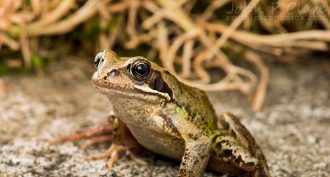 Europe’s “common frog” (shown here in Ireland) is a widespread species. But different “races” of it vary in their potentially sex-reversing lifestyles.