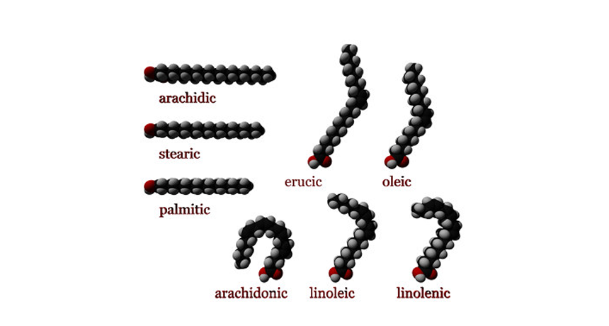 fatty acids