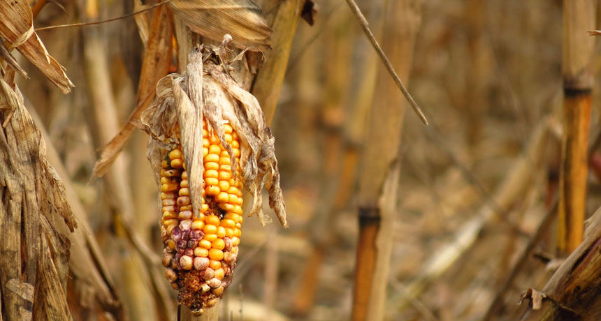 dry corn