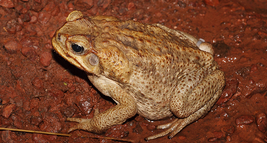 860-header-invasive-Canetoadfemale.gif