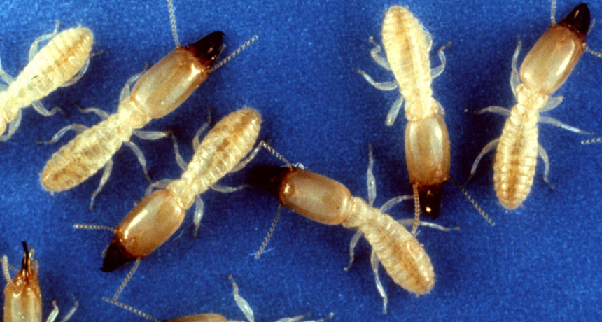 termites