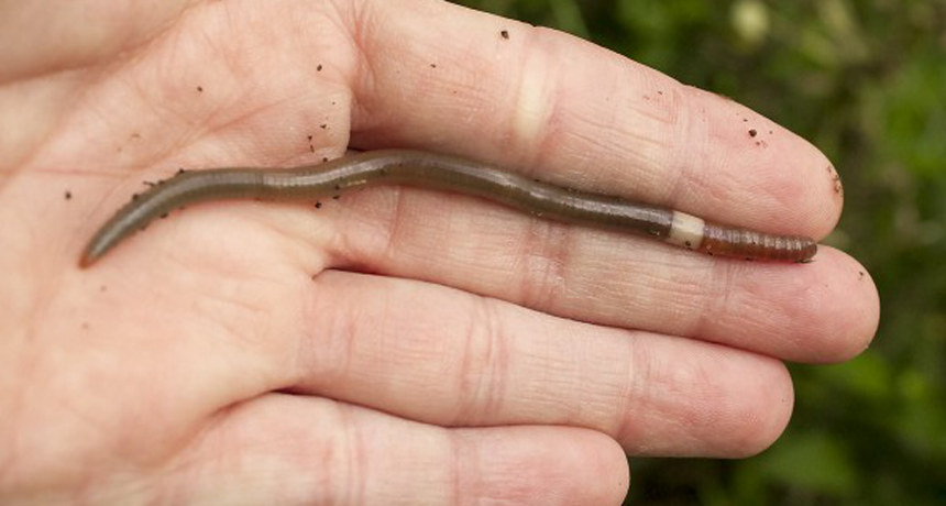 Earthworms: Can these gardeners' friends actually become foes?