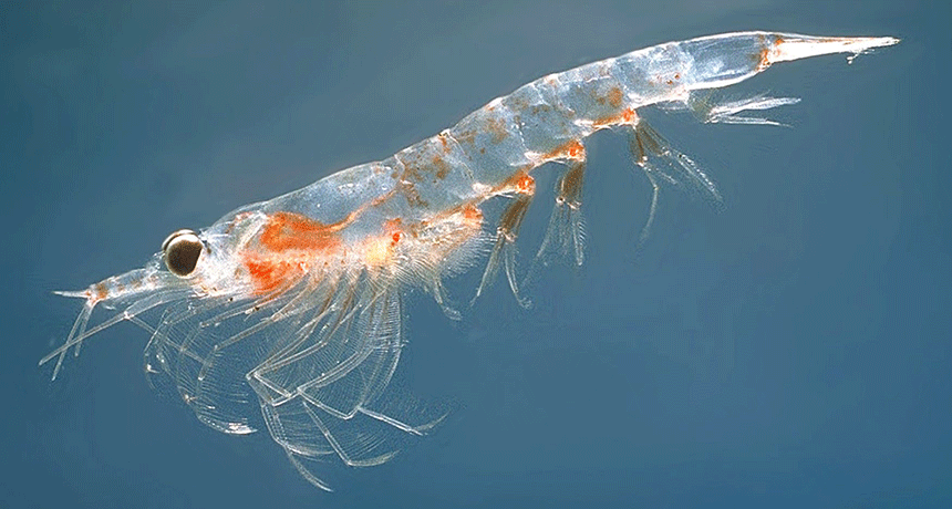 860-header-krill.gif