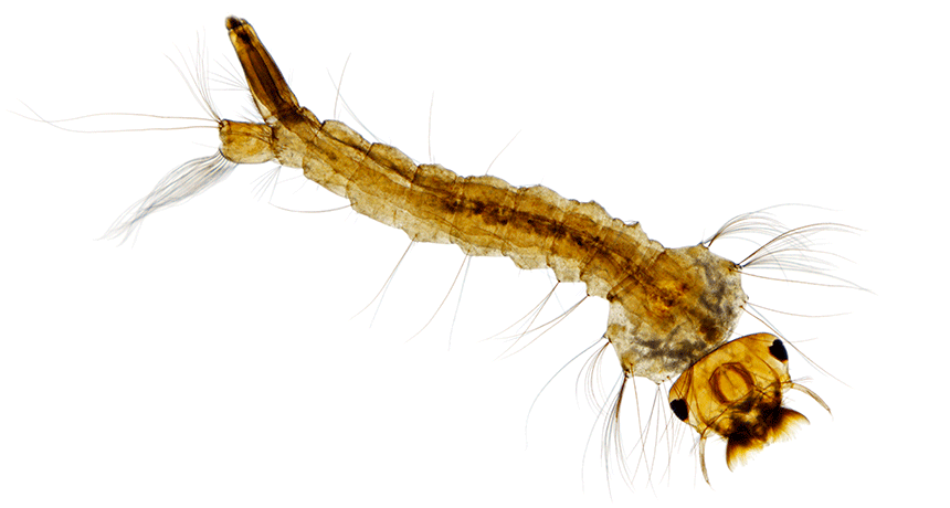 860-header-larva.gif