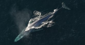 Blue whales are the largest creatures on Earth, but they have proven elusive to scientists studying them. A new study finds hints that one group of the animals may migrate thousands of kilometers through the Pacific.